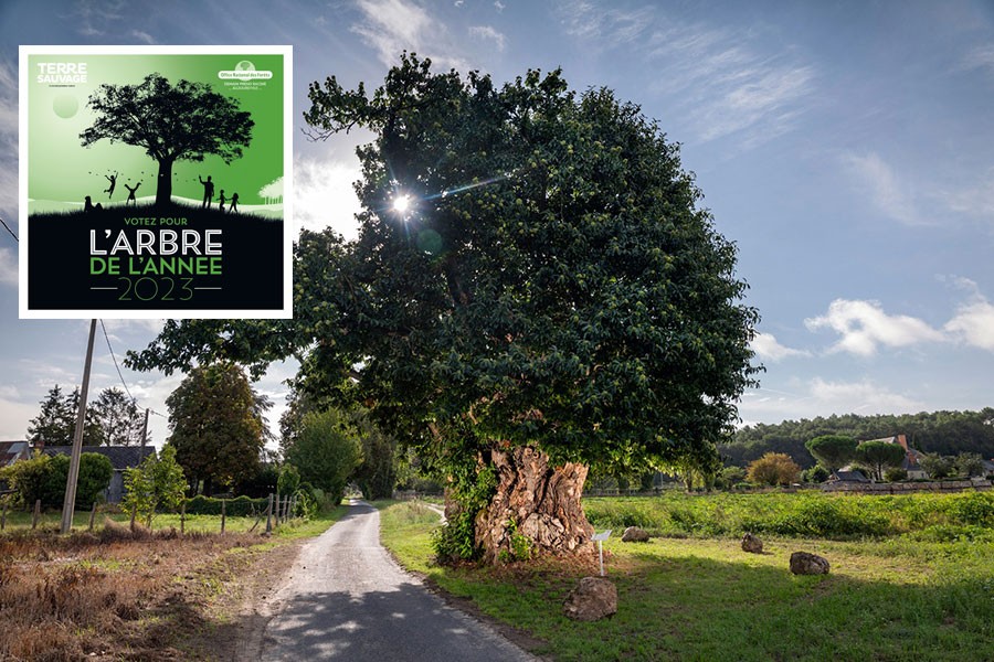 L'arbre de l'année, votez pour le châtaignier de Neuillé !