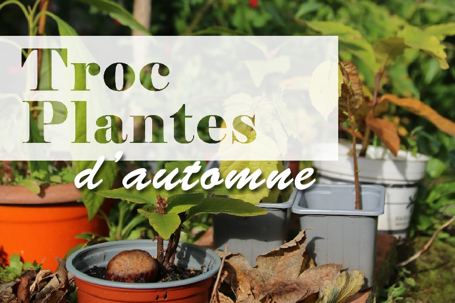 Troc plantes d'automne