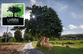 L'arbre de l'année, votez pour le châtaignier de Neuillé !