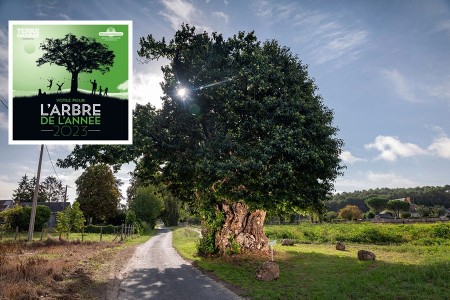 L'arbre de l'année, votez pour le châtaignier de Neuillé !