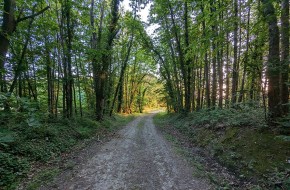 Risque de feu de forêt élevé