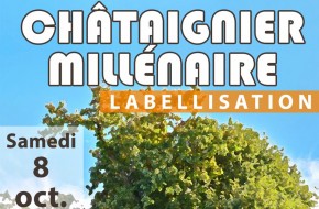 Labellisation du châtaignier millénaire