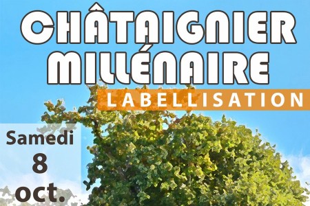 Labellisation du châtaignier millénaire