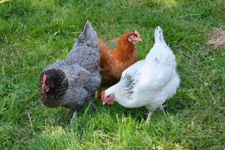 Arrivée des poules lundi 30 août à 18h