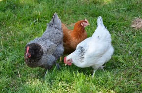 Arrivée des poules lundi 30 août à 18h