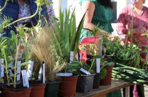 Troc Plantes de printemps