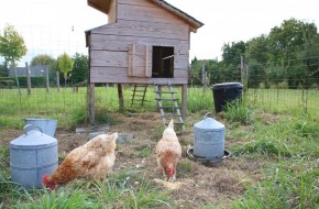 Des poules dans mon jardin