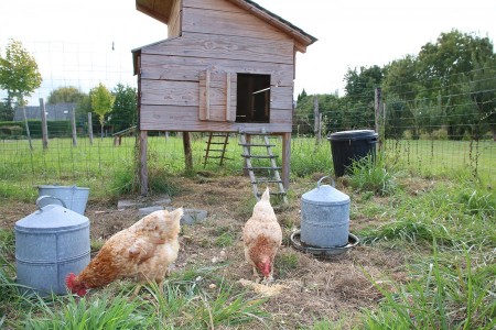Des poules dans mon jardin