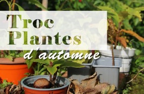 Troc plantes d'automne